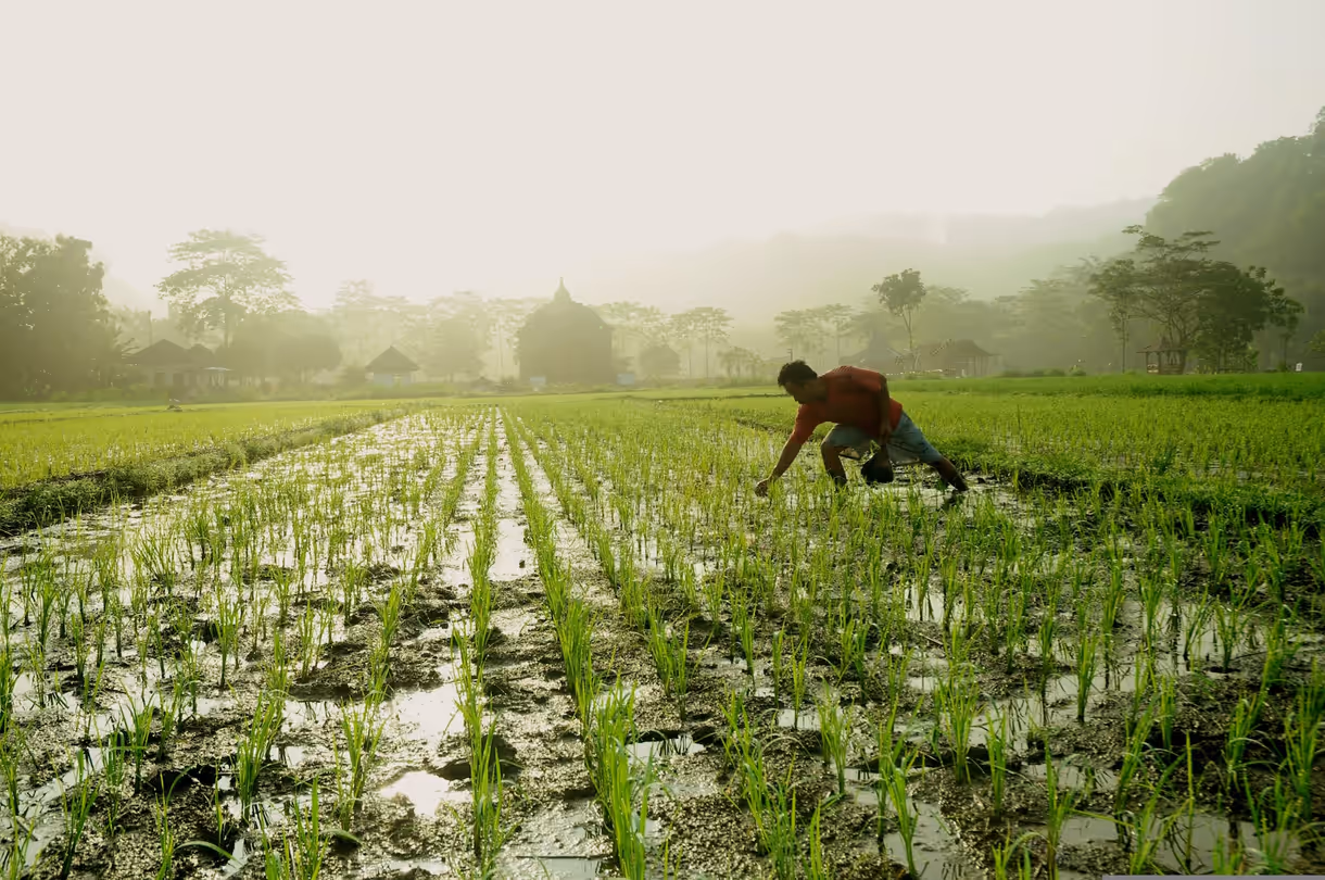 A farmer tending young rice in a paddy field